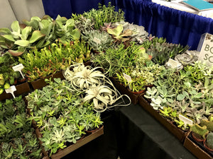 WORKSHOP: Sat. October 11, 2025 10am to 12 "Succulents"