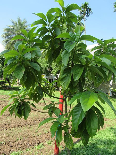 Lila® Avocado Tree